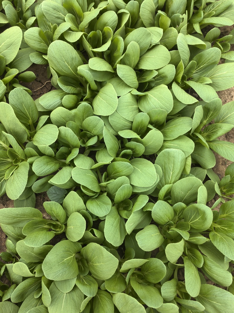 大量供应小青菜