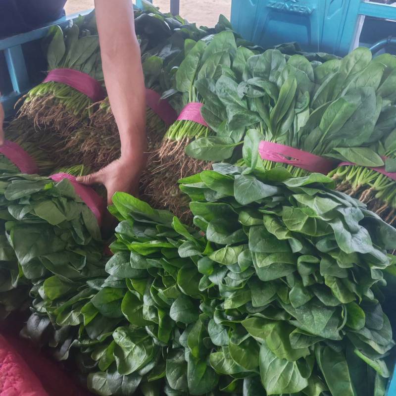 安阳滑县大叶菠菜应季上新，菠现采现摘，产地直发，