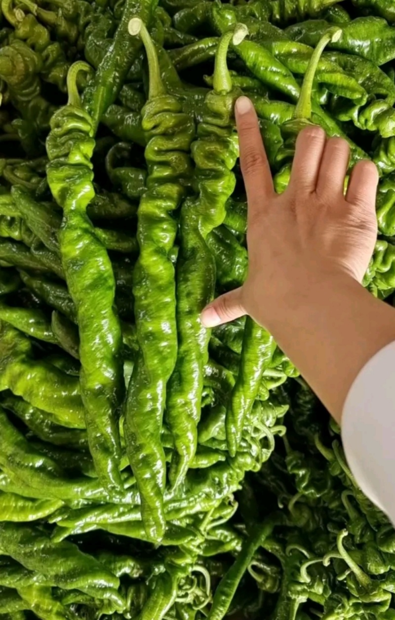 精品薄皮芜湖椒，苏椒5号，砀椒品种全，代收代发全国