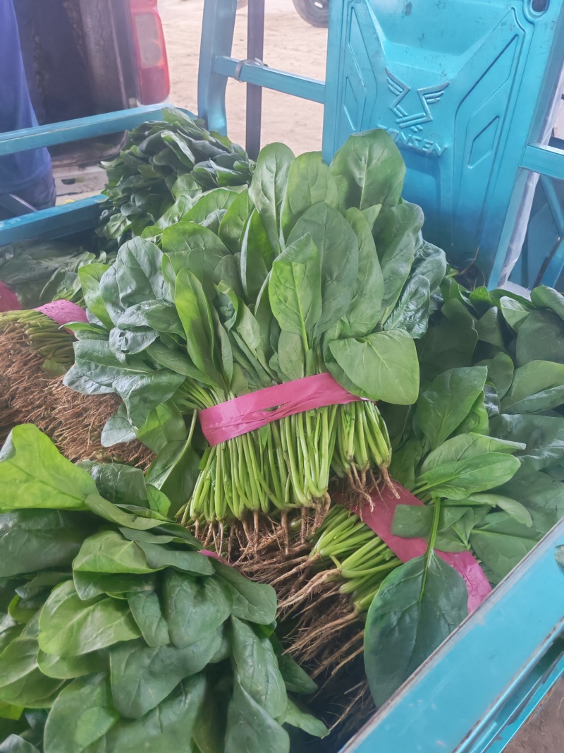 安阳滑县大叶菠菜应季上新，菠现采现摘，产地直发，