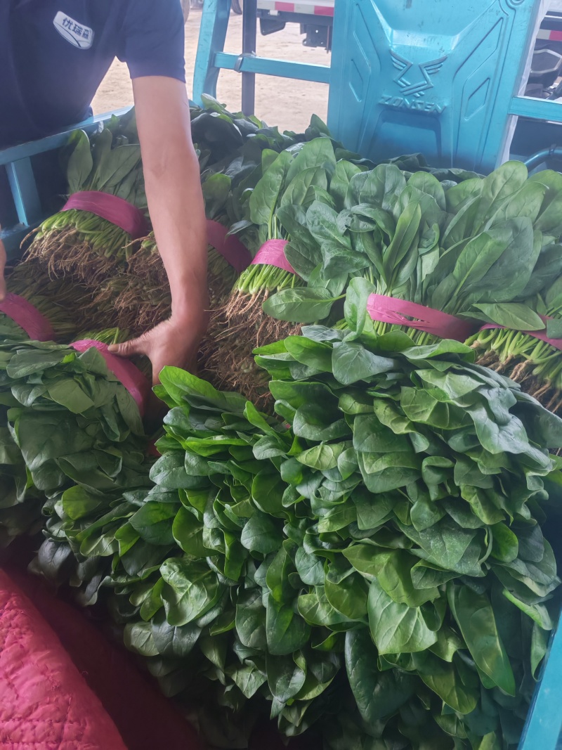 安阳滑县大叶菠菜应季上新，菠现采现摘，产地直发，