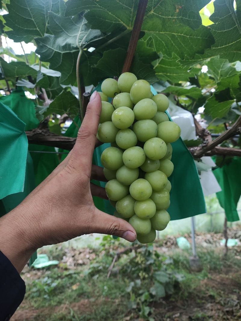 山东精品阳光玫瑰临朐巨峰葡萄冷库阳光玫瑰大量供应