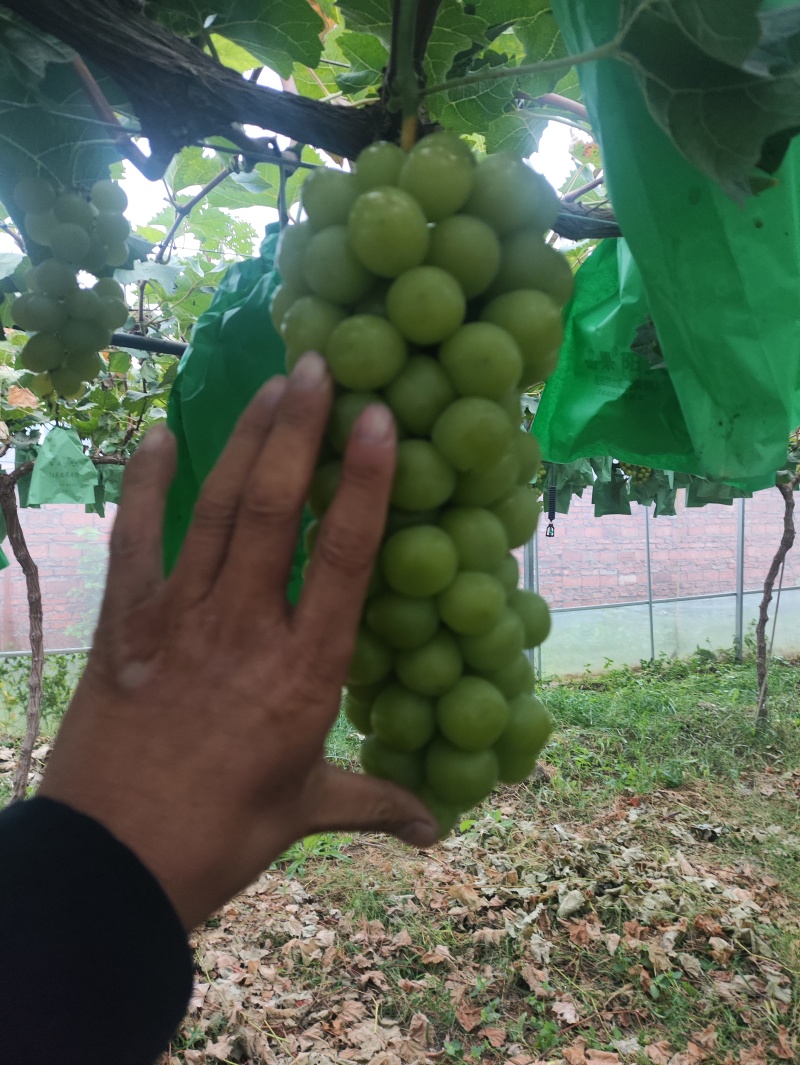 山东精品阳光玫瑰临朐巨峰葡萄冷库阳光玫瑰大量供应
