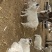 绒山羊跑山羊散养羊大母羊3岁4岁适合养殖群羊群出不零出