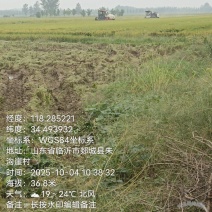 新稻上市