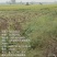新稻上市