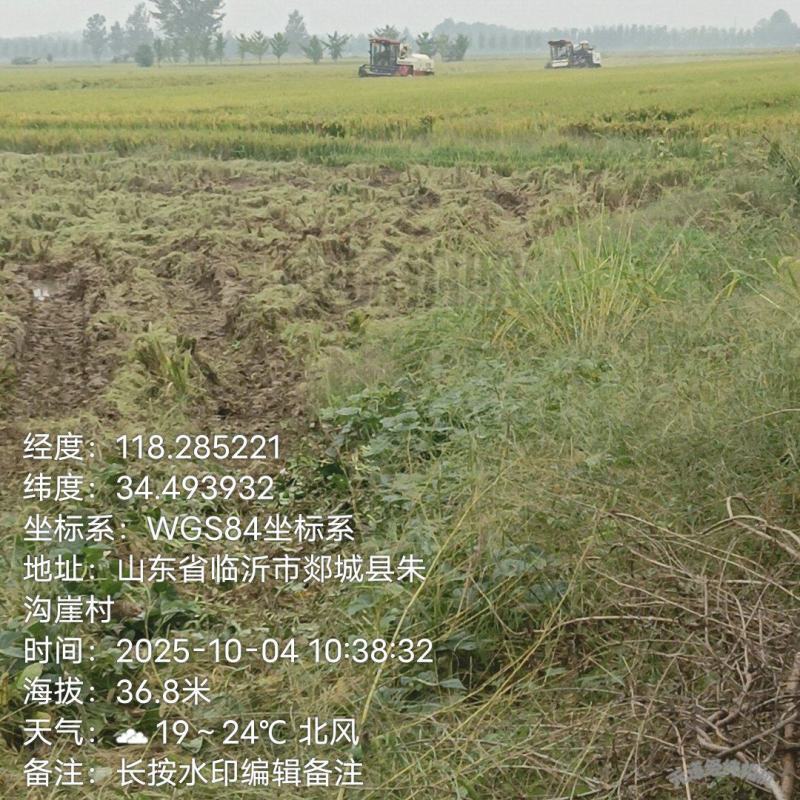 新稻上市