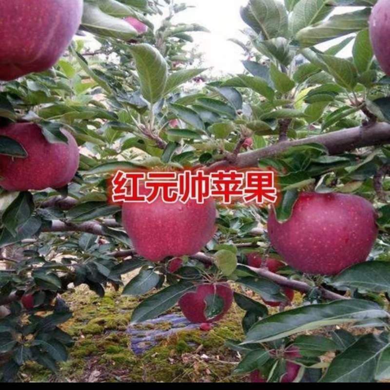青龙大量红元帅苹果下树欢迎各位老板与我联系