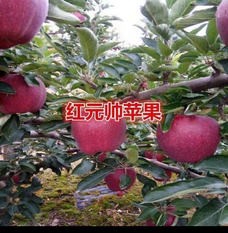 青龙大量红元帅苹果下树欢迎各位老板与我联系