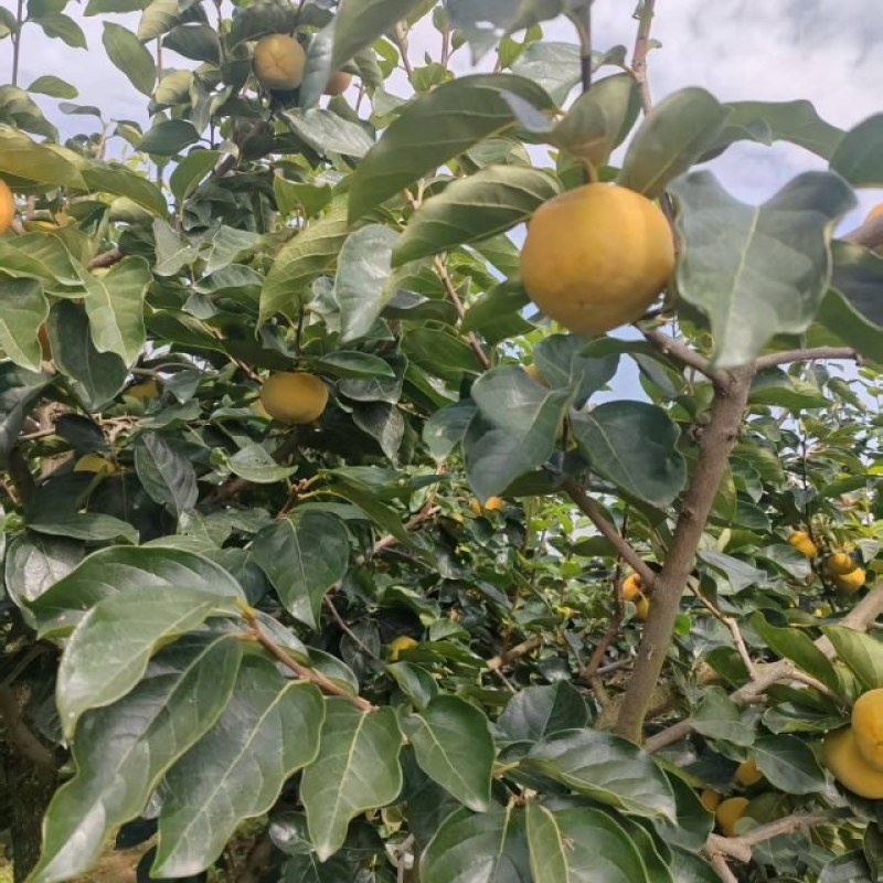 陕西宝鸡扶风阳丰甜柿子大量上市中