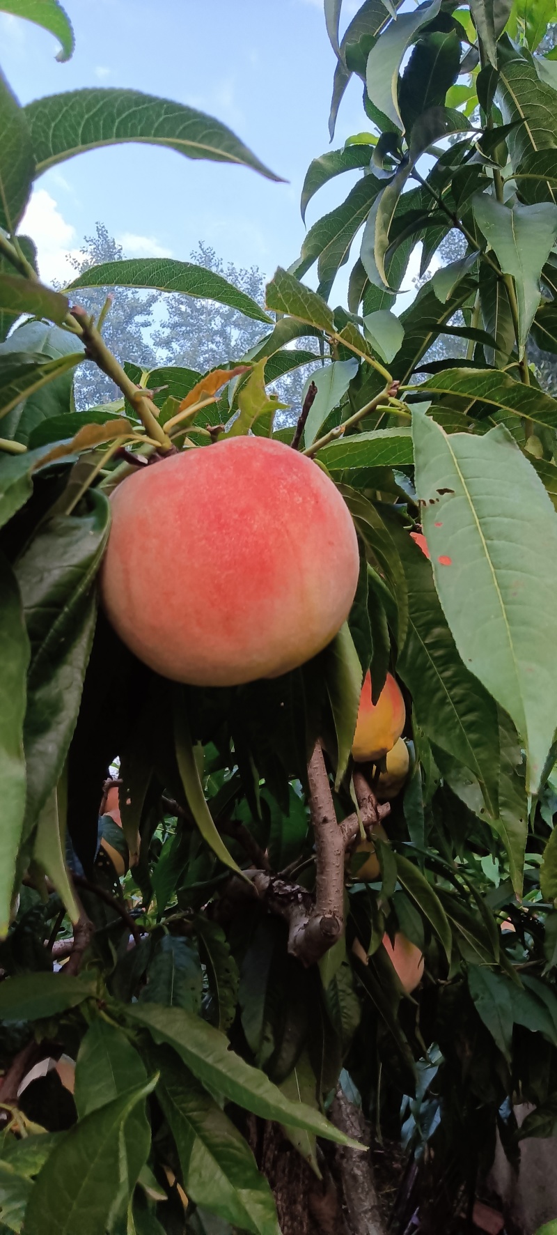 沂水金秋红蜜桃