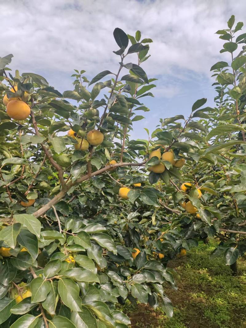 陕西宝鸡扶风阳丰甜柿子大量上市中