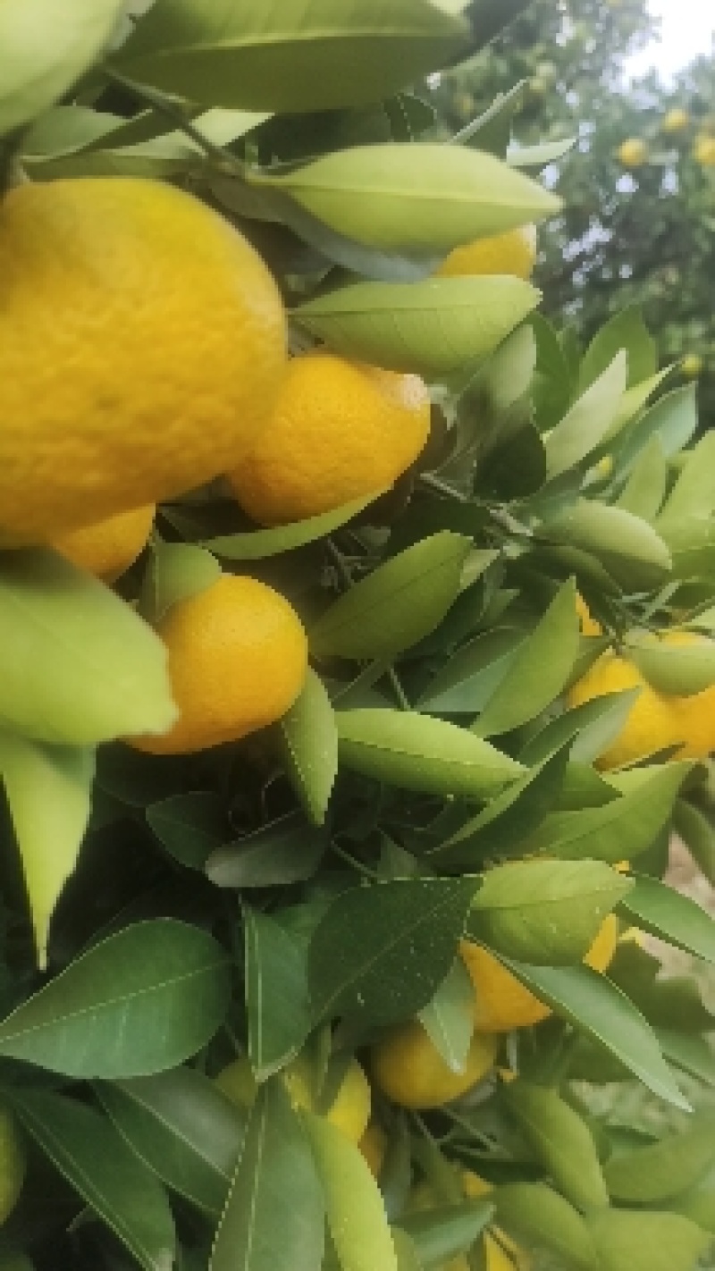 桂林本地早（新余蜜桔）口感好。皮毛细。颜色好产地大量有货