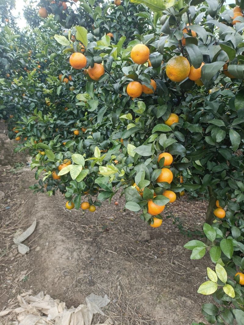 桂林本地早（新余蜜桔）口感好。皮毛细。颜色好产地大量有货