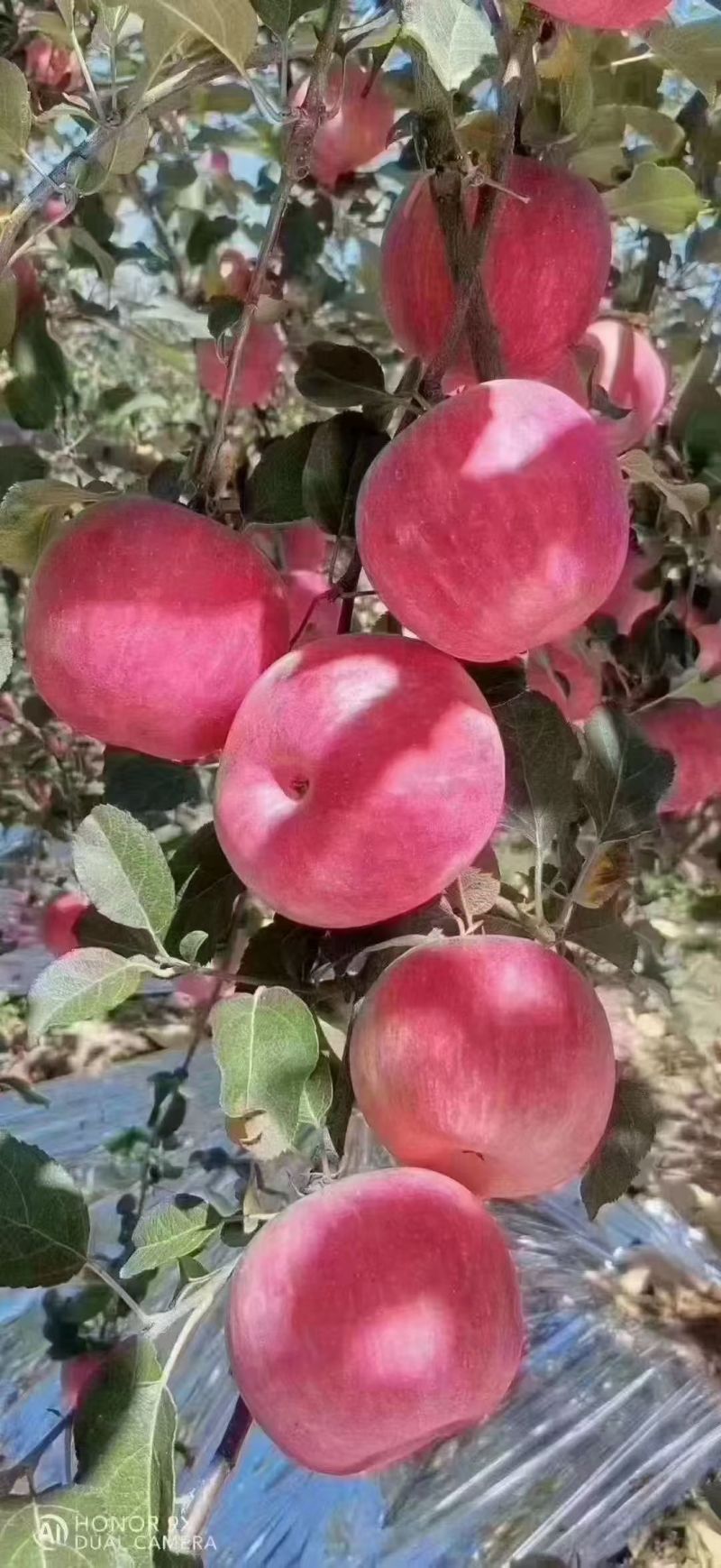 富士苹果，新鲜脆甜苹果，质量上乘，量大从优
