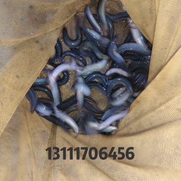 台湾泥鳅，一斤30尾