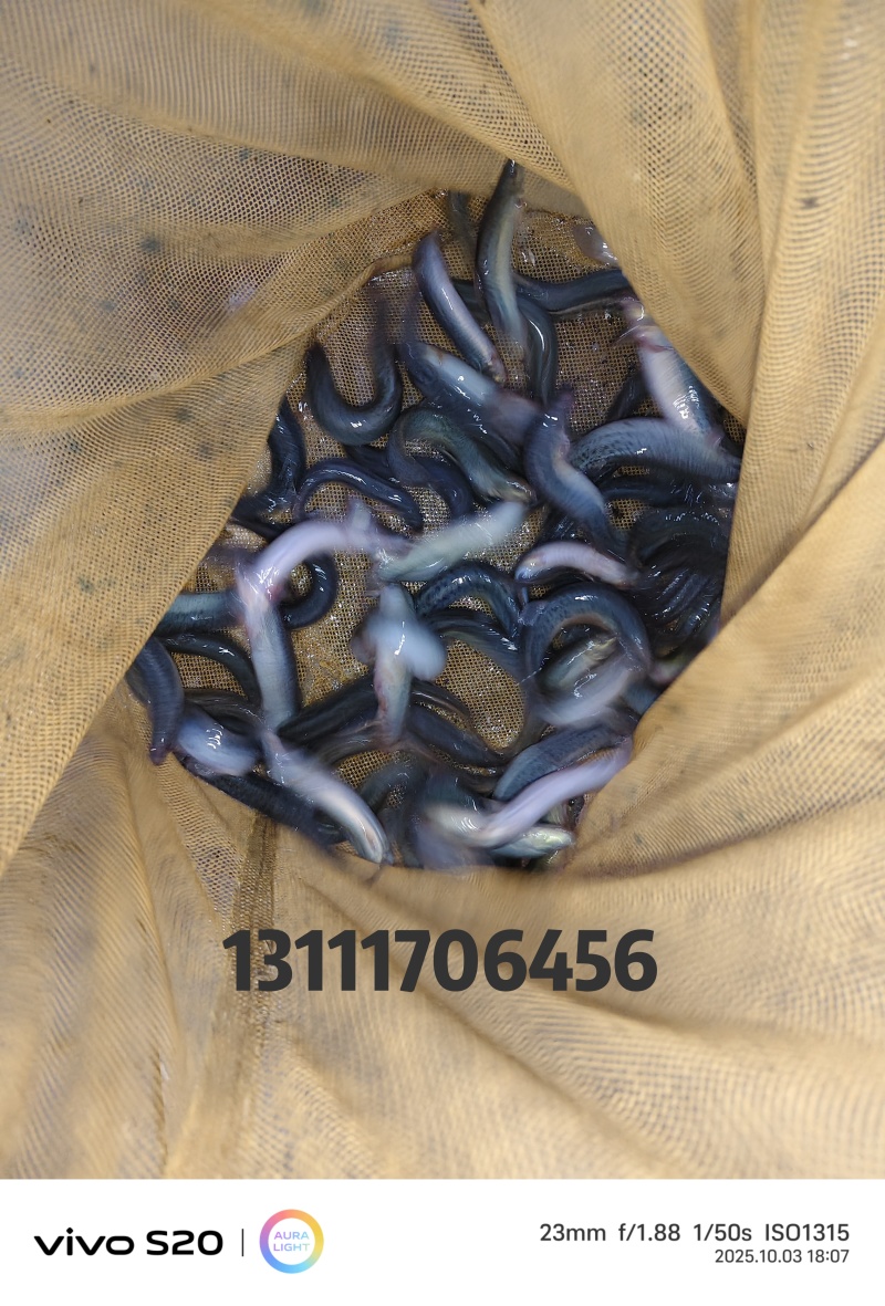 台湾泥鳅，一斤30尾