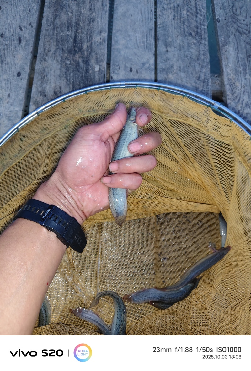 台湾泥鳅，一斤30尾