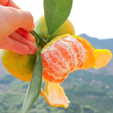 湖北蜜橘湖北柑桔产地直发皮薄味甜细腻化渣