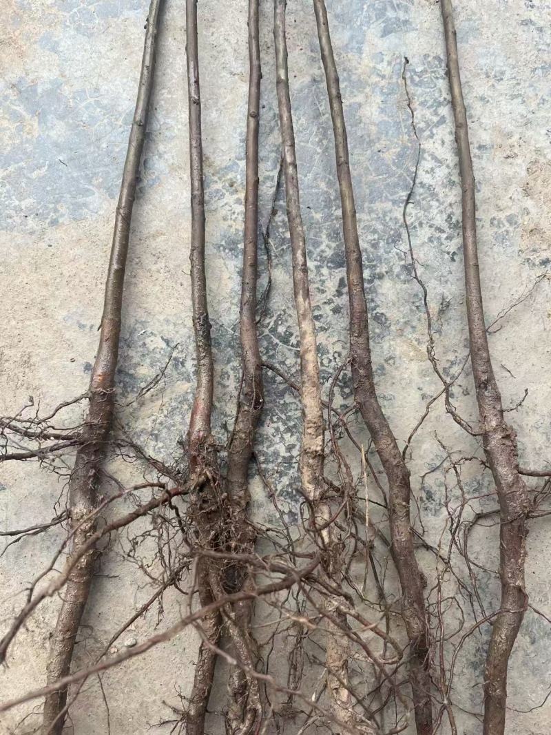 实生梨树苗棠梨杜梨酸梨等优质嫁接砧木基地直供提供技术指导