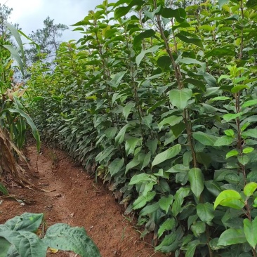 实生梨树苗棠梨杜梨酸梨等优质嫁接砧木基地直供提供技术指导