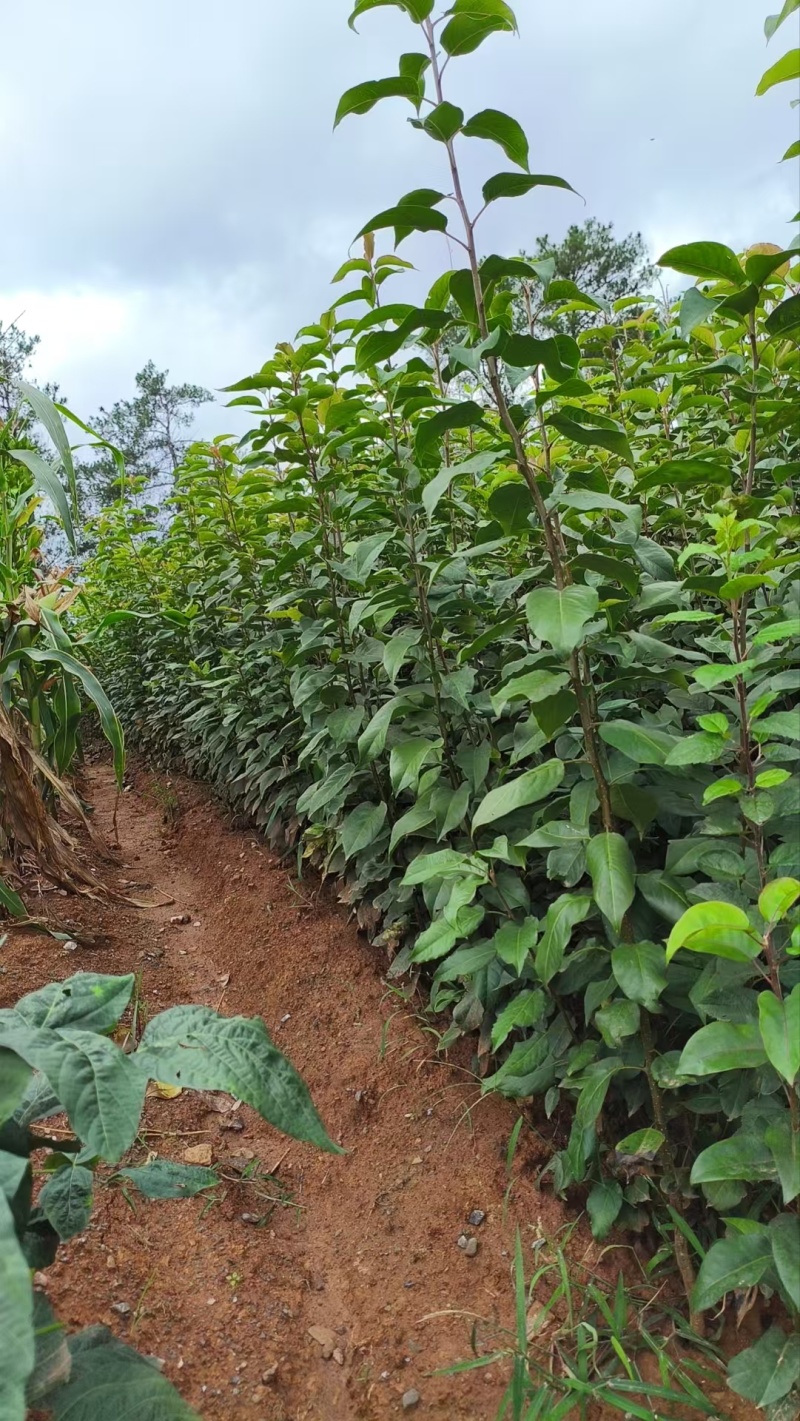 实生梨树苗棠梨杜梨酸梨等优质嫁接砧木基地直供提供技术指导