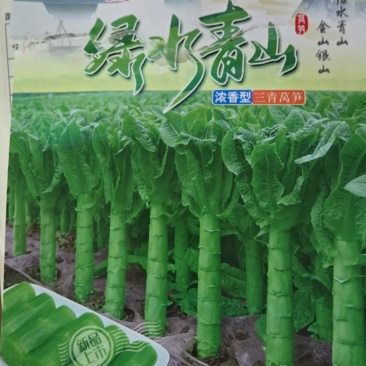 三青莴苣穴盘苗苗场直发不包邮