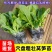 三青莴苣穴盘苗苗场直发不包邮