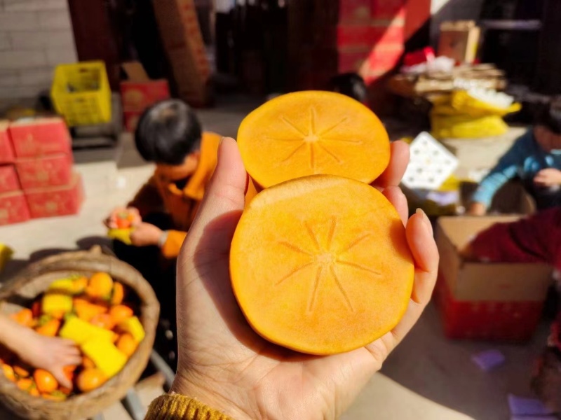 阳丰巧克力脆柿子电商一件代发精品机选果
