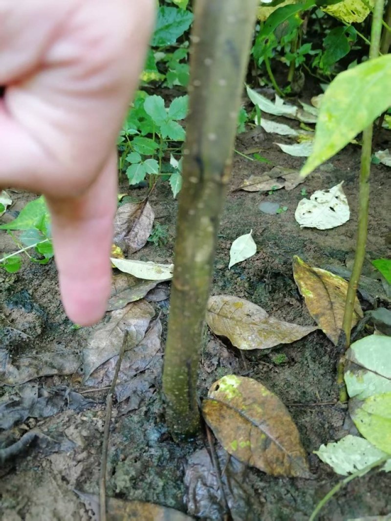 厚皮川黄柏苗，湖北黄柏苗，五年成药大量现货现挖现发