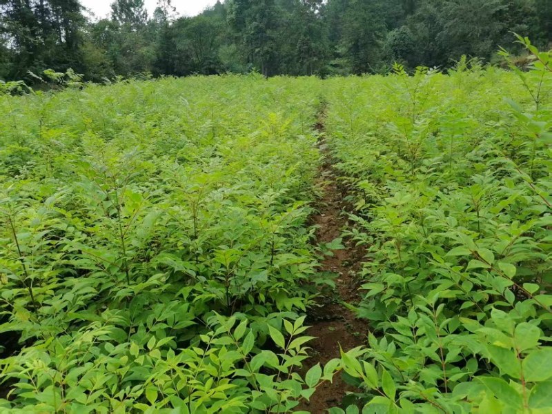厚皮川黄柏苗，湖北黄柏苗，五年成药大量现货现挖现发