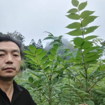 厚皮川黄柏苗，湖北黄柏苗，五年成药大量现货现挖现发