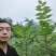 厚皮川黄柏苗，湖北黄柏苗，五年成药大量现货现挖现发