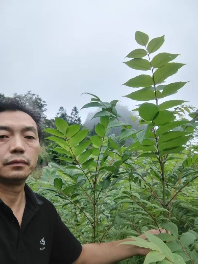 厚皮川黄柏苗，湖北黄柏苗，五年成药大量现货现挖现发