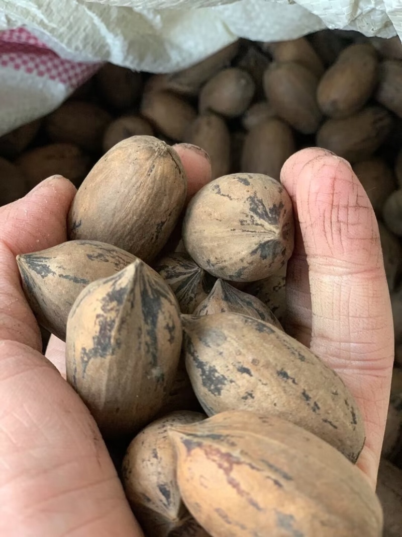 今秋润十月采摘正当时