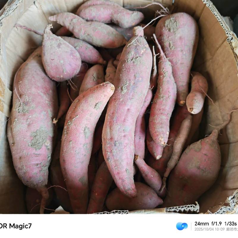 自家种植西瓜红哈密红薯，农家肥，放心吃