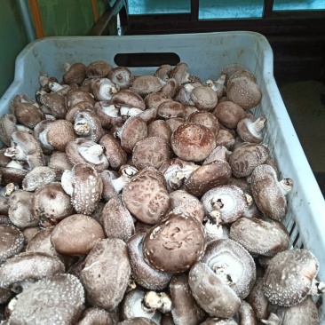 鲜香菇