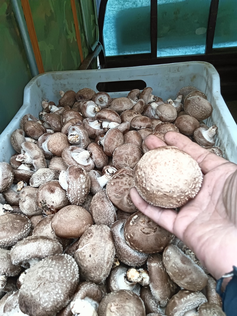 鲜香菇