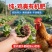 源头工厂批发纯鸡粪，一手货源大量现货，欢迎新老客户合作