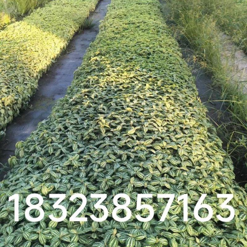 冷水花批发