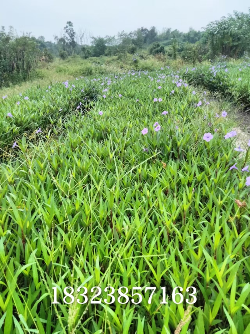 翠芦莉