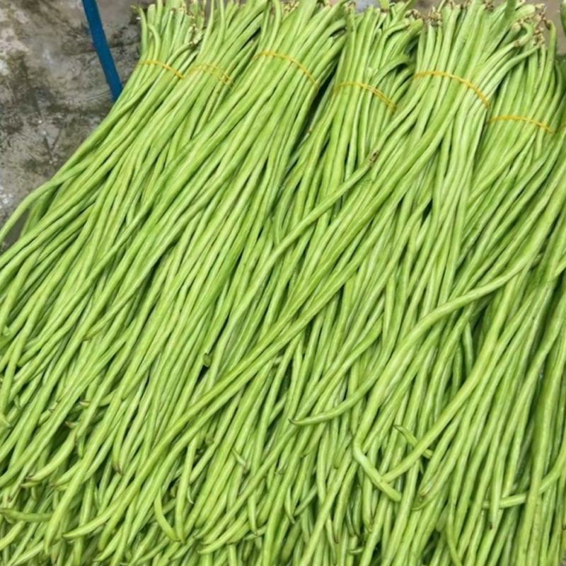【青条豆角】云南豆角，产地大量有货，没有中间商