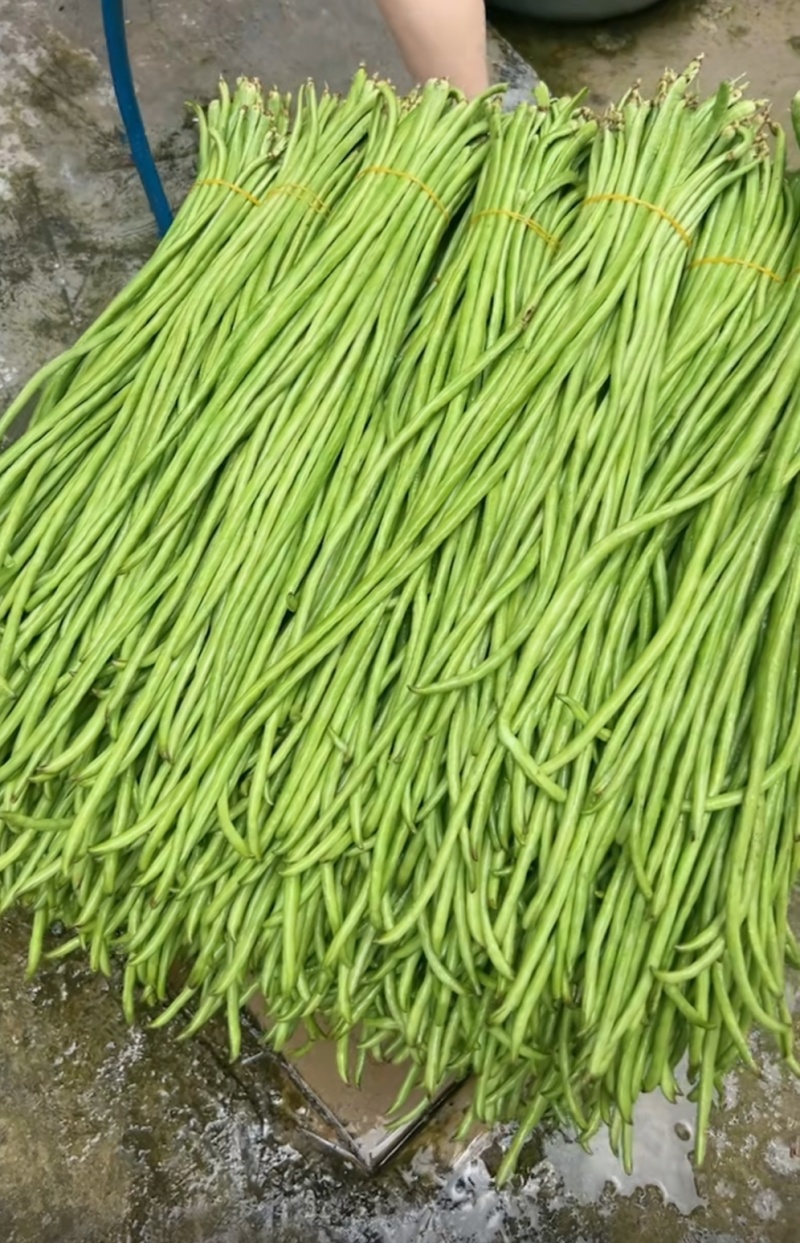 【青条豆角】云南豆角，产地大量有货，没有中间商