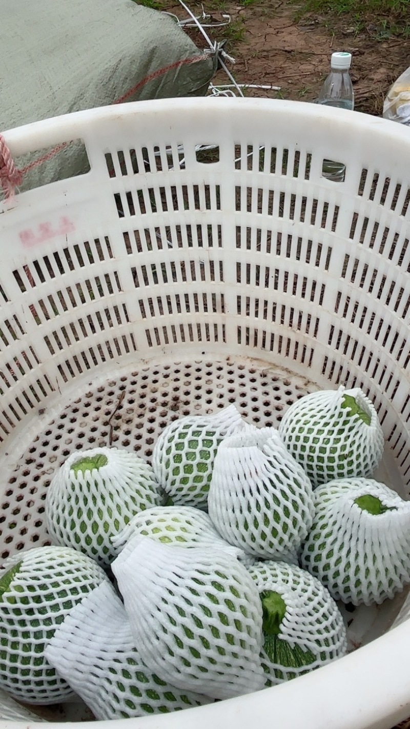 圆南瓜