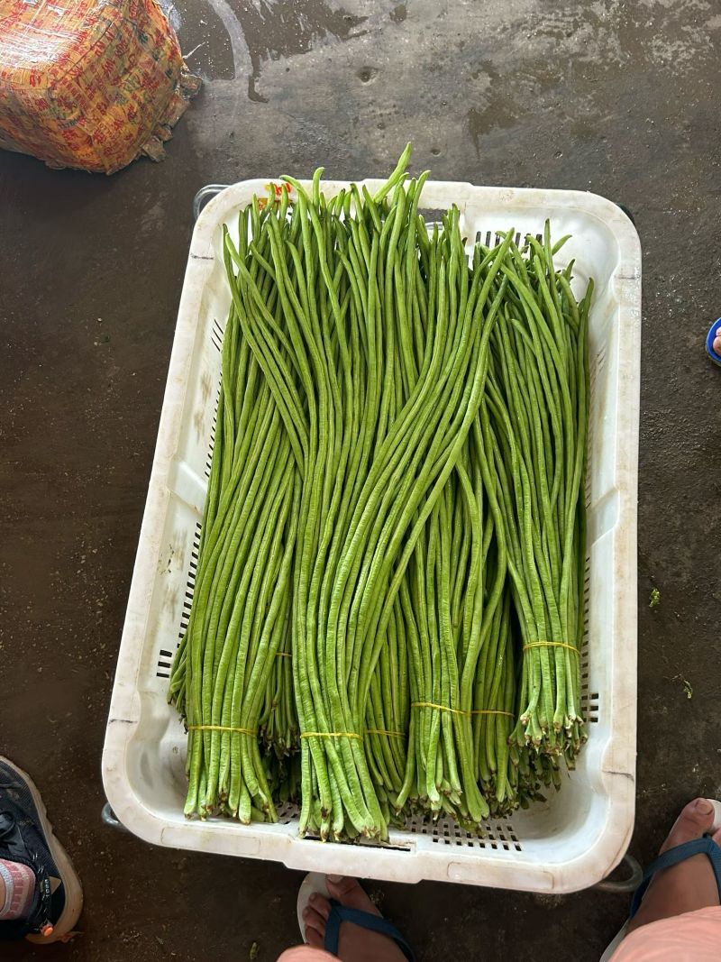 【青条豆角】云南豆角，产地大量有货，没有中间商