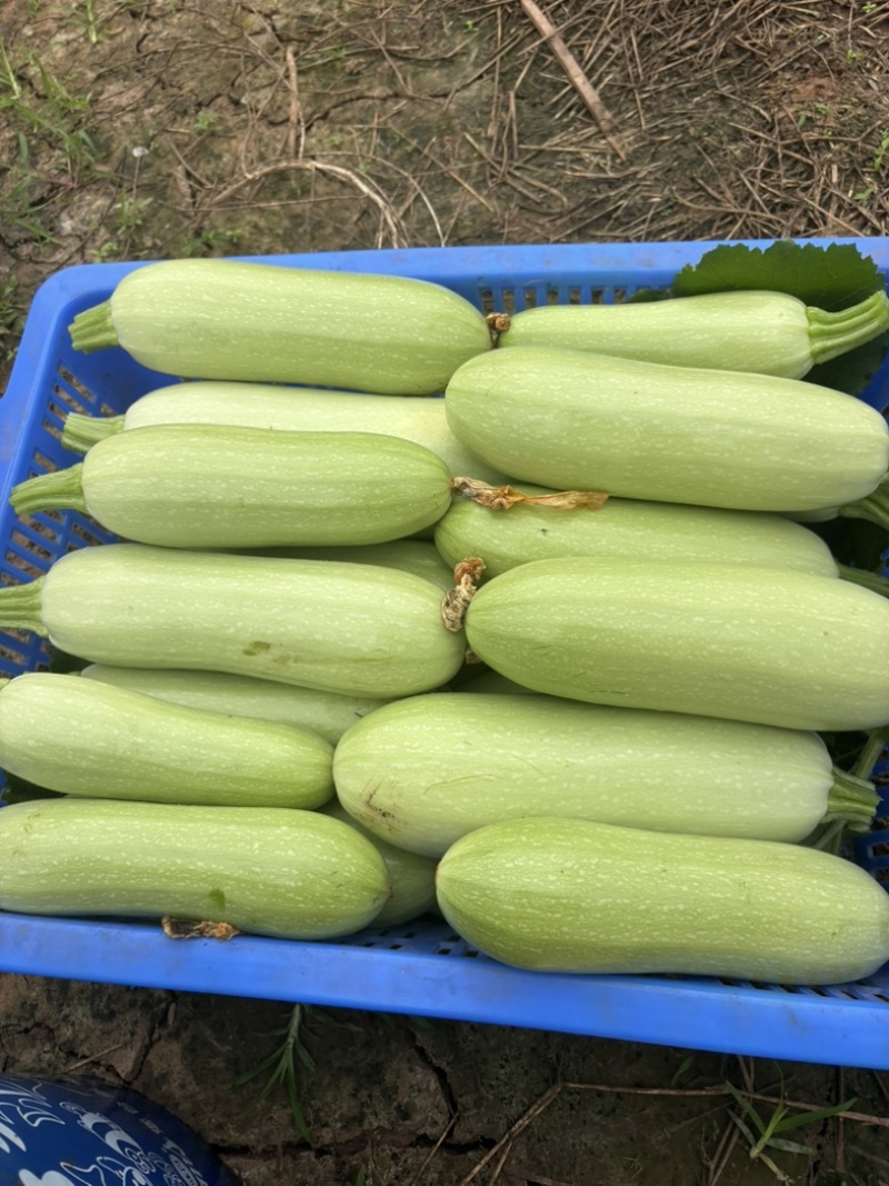 绿皮，西葫芦四川又名三月瓜