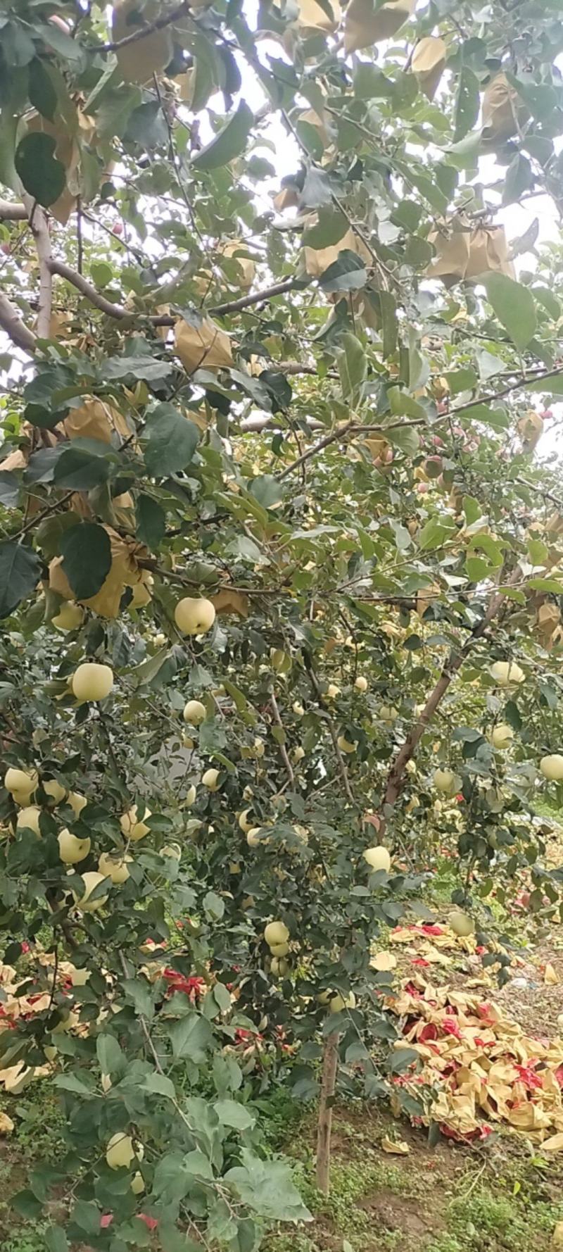 甘肃天水武山县晚熟红富士