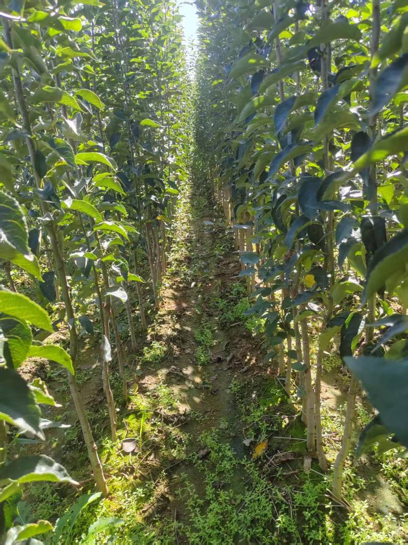 新品种苹果苗，华硕，泰山，鲁红，全红富士等各种品种