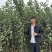 维纳斯黄金苹果苗，泰山苹果苗，众一苹果苗，华硕苹果苗