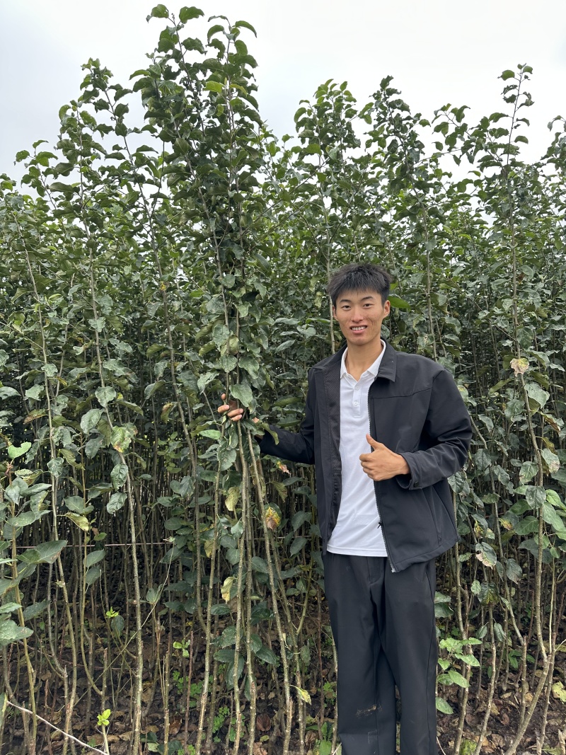 维纳斯黄金苹果苗，泰山苹果苗，众一苹果苗，华硕苹果苗